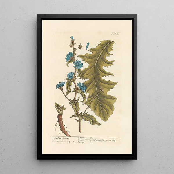 Chicorée de jardin - Elizabeth Blackwell — gerahmtes Bild an der Wand
