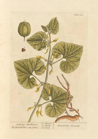 Elizabeth Blackwell - Geeping birthwort.webp