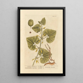 Elizabeth Blackwell - Geeping birthwort.webp