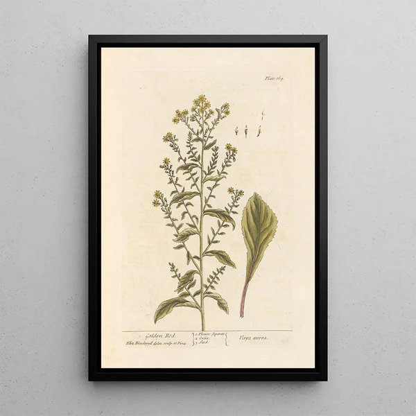 Verge d'or - Elizabeth Blackwell — gerahmtes Bild an der Wand