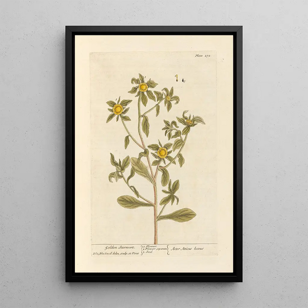 Aster doré - Elizabeth Blackwell — gerahmtes Bild an der Wand