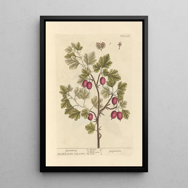 Johannisbeere - Elizabeth Blackwell — gerahmtes Bild an der Wand
