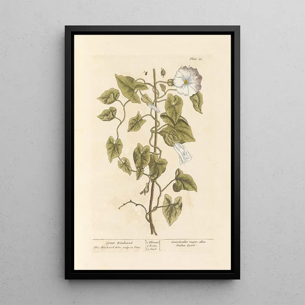 Liseron des haies - Elizabeth Blackwell — gerahmtes Bild an der Wand
