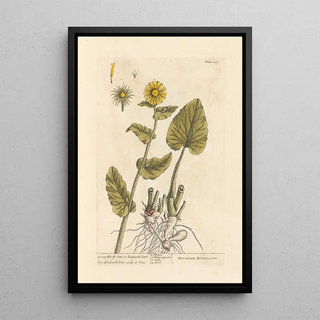 Elizabeth Blackwell - Great woolfsbane or leopardsbane.webp