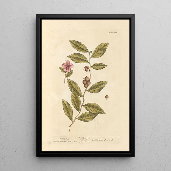 Grünes Tee-Gemälde - Elizabeth Blackwell — gerahmtes Bild an der Wand