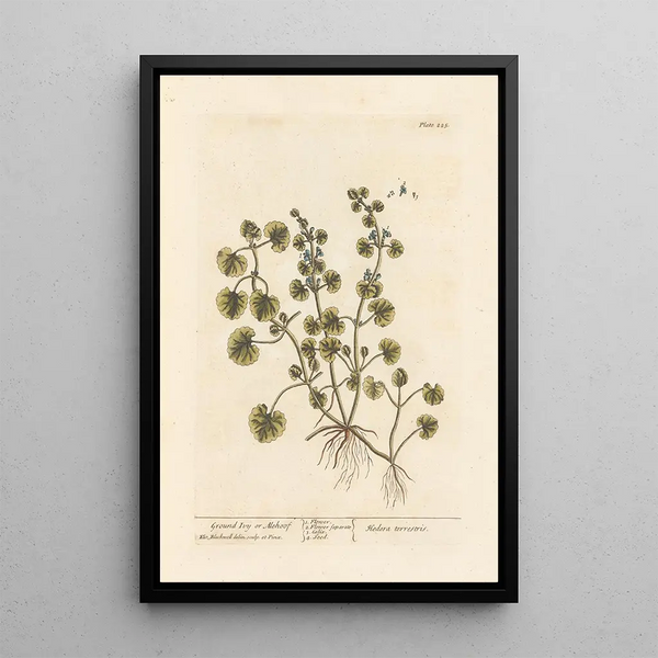 Efeu terrestrisch oder Gléchome - Elizabeth Blackwell — gerahmtes Bild an der Wand