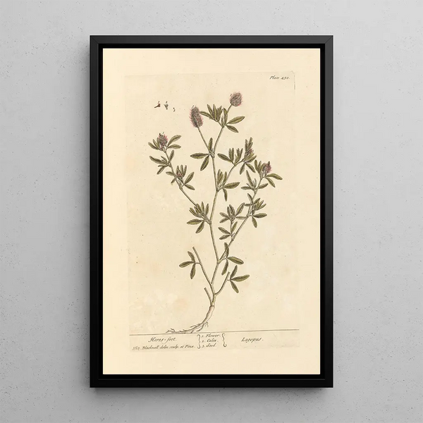 Fuß des Hasen - Elizabeth Blackwell — gerahmtes Bild an der Wand