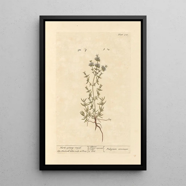Menthe pouliot - Elizabeth Blackwell — gerahmtes Bild an der Wand