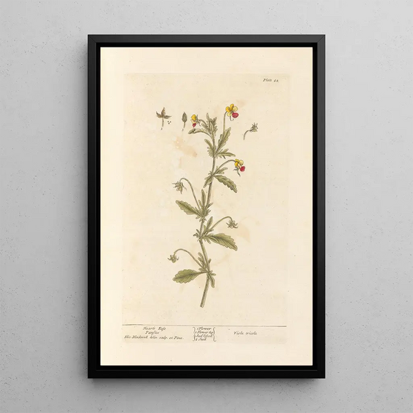 Pensée sauvage - Elizabeth Blackwell — gerahmtes Bild an der Wand