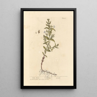 Elizabeth Blackwell - Hedge hyssop.webp