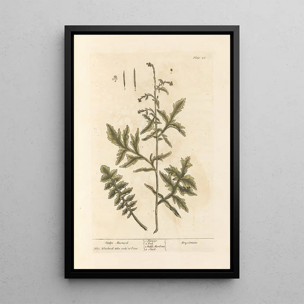 Senf der Hecken - Elizabeth Blackwell — gerahmtes Bild an der Wand
