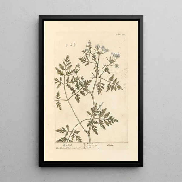Ciguë - Elizabeth Blackwell — gerahmtes Bild an der Wand