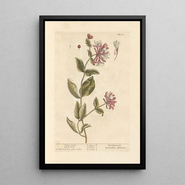 Geißblatt - Elizabeth Blackwell — gerahmtes Bild an der Wand