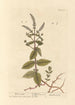 Menthe chevaline - Elizabeth Blackwell — Ansicht des Kunstwerks