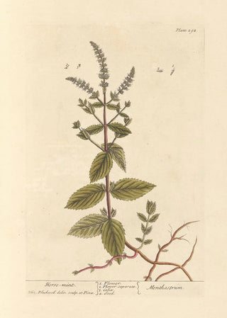 Elizabeth Blackwell - Horse mint.webp
