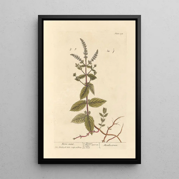 Menthe chevaline - Elizabeth Blackwell — gerahmtes Bild an der Wand
