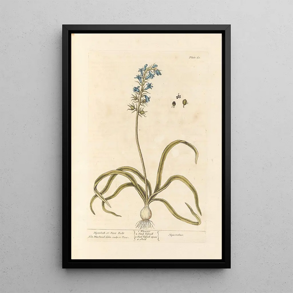 Jacinthe ou clochette - Elizabeth Blackwell — gerahmtes Bild an der Wand