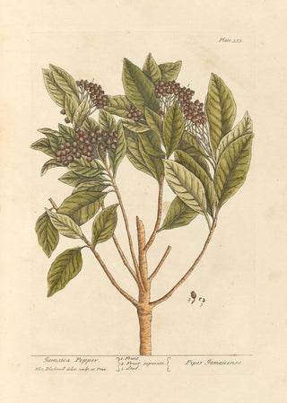 Elizabeth Blackwell - Jamaica pepper.webp