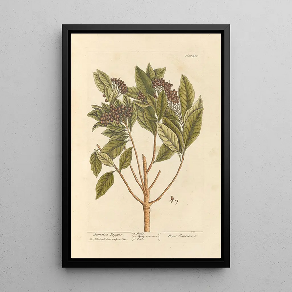 Piment de la Jamaïque - Elizabeth Blackwell — gerahmtes Bild an der Wand