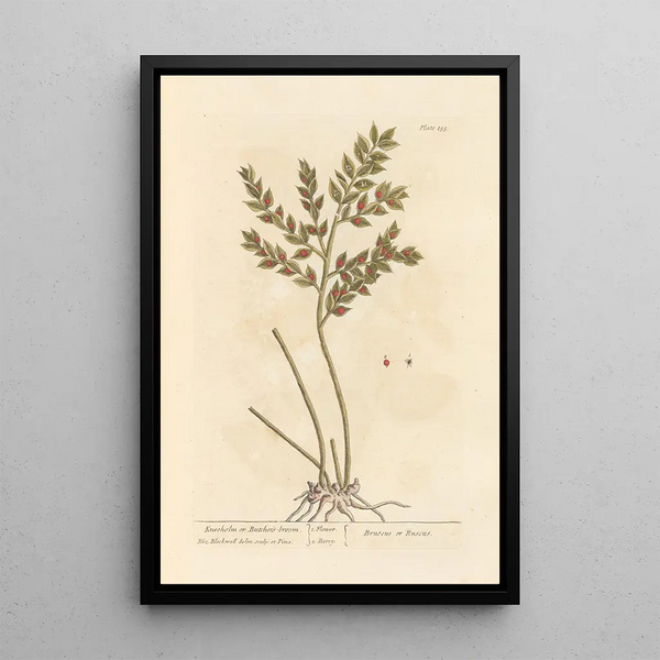 Fragon oder kleiner Stechpalme - Elizabeth Blackwell — gerahmtes Bild an der Wand