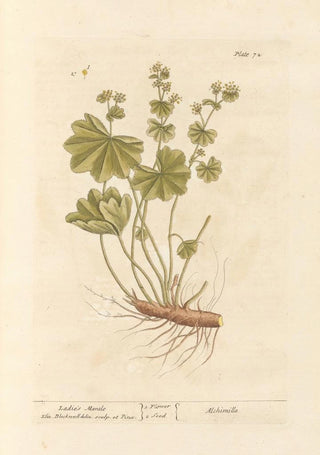 Elizabeth Blackwell - Ladies mantle.webp