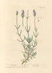 Lavendel - Elizabeth Blackwell — Ansicht des Kunstwerks