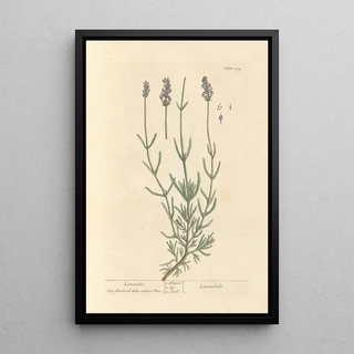 Elizabeth Blackwell - Lavender.webp