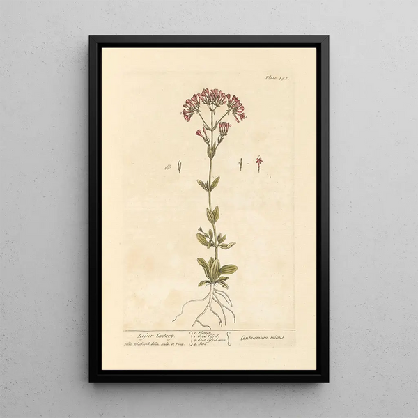 Kleine Centaurée - Elizabeth Blackwell — gerahmtes Bild an der Wand