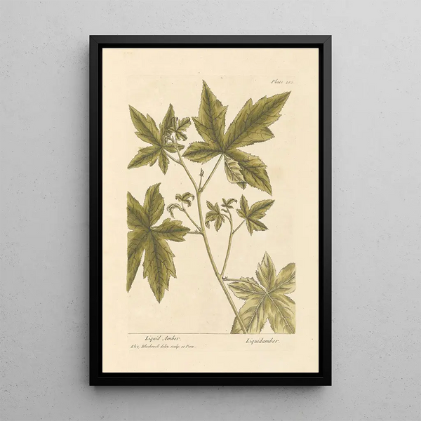 Copalme - Elizabeth Blackwell — gerahmtes Bild an der Wand
