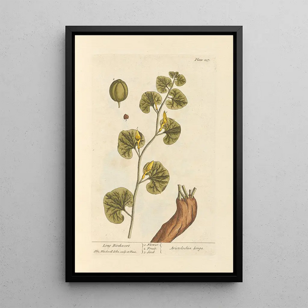 Aristoloche longue - Elizabeth Blackwell — gerahmtes Bild an der Wand