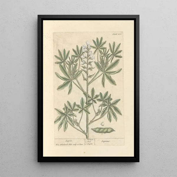 Lupin - Elizabeth Blackwell — gerahmtes Bild an der Wand