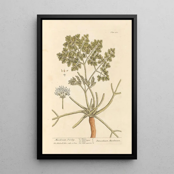 Persil makedonisch - Elizabeth Blackwell — gerahmtes Bild an der Wand