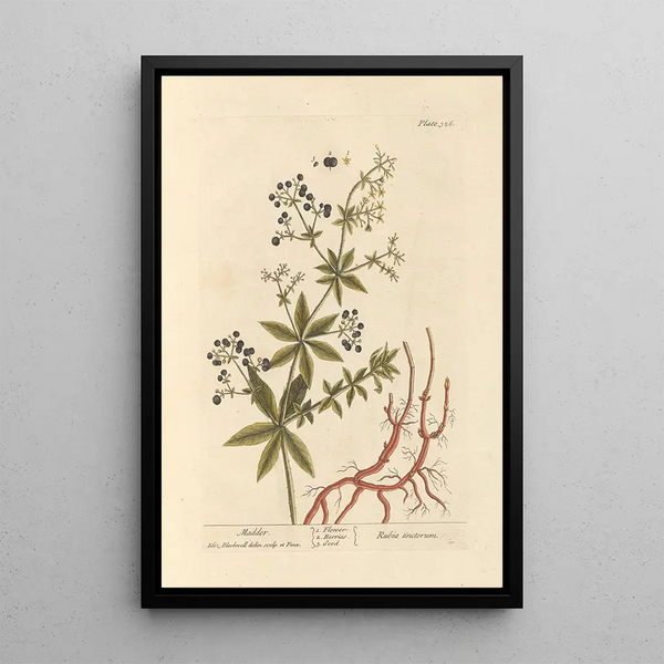 Garance - Elizabeth Blackwell — gerahmtes Bild an der Wand