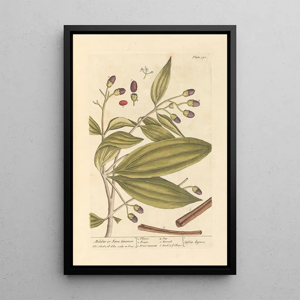 Cannelle de Malabar ou de Java - Elizabeth Blackwell — gerahmtes Bild an der Wand