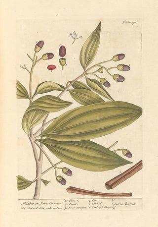 Elizabeth Blackwell - Malabar or java cinamon.webp