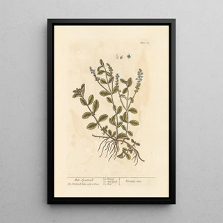 Elizabeth Blackwell - Male speedwell.webp