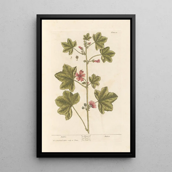 Mauve - Elizabeth Blackwell — gerahmtes Bild an der Wand