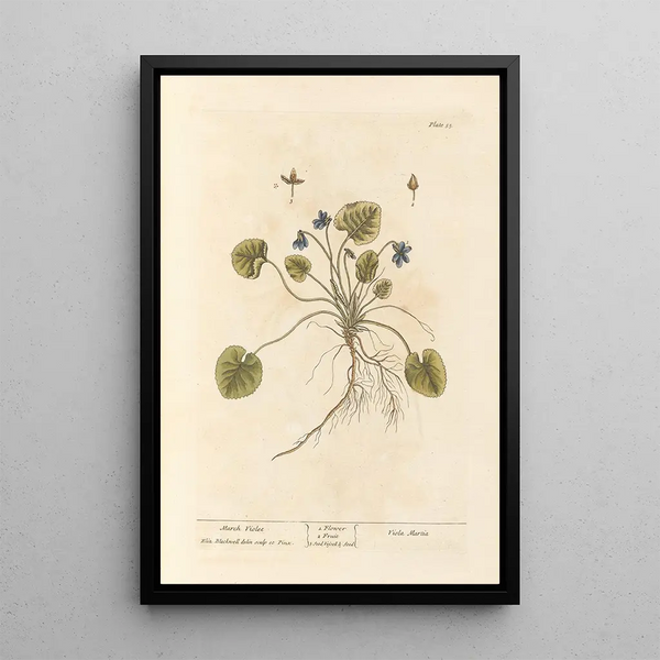 Violette de mars - Elizabeth Blackwell — gerahmtes Bild an der Wand