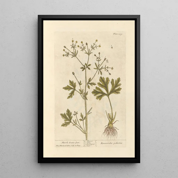 Schilf-Primel - Elizabeth Blackwell — gerahmtes Bild an der Wand