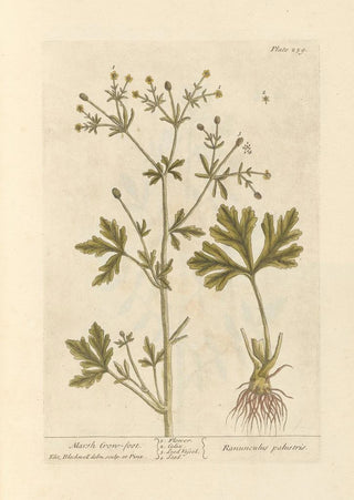 Elizabeth Blackwell - Marsh crowfoot.webp
