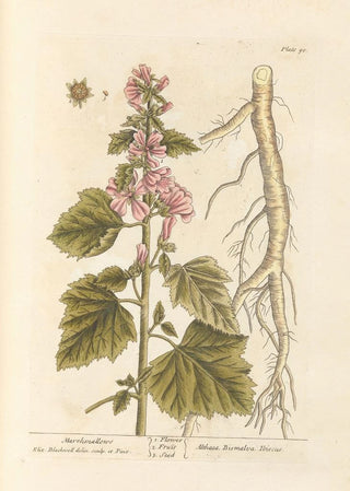 Elizabeth Blackwell - Marshmallows.webp