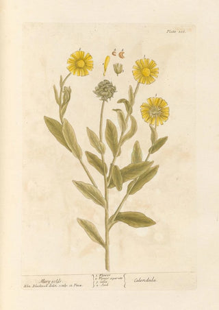 Elizabeth Blackwell - Mary golds.webp