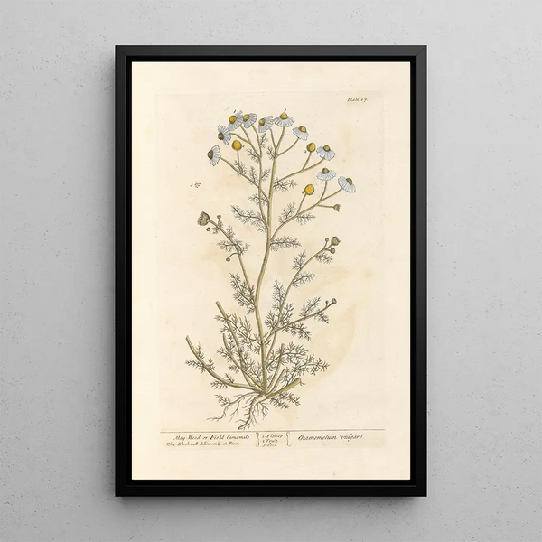 Kamille übelriechend oder Matricaria - Elizabeth Blackwell — gerahmtes Bild an der Wand