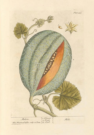 Elizabeth Blackwell - Melon.webp