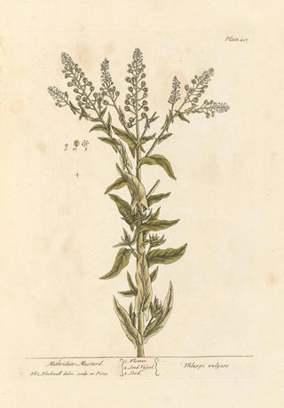 Elizabeth Blackwell - Mithridate mustard.webp