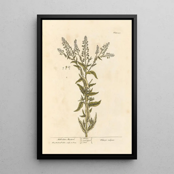 Moutarde mithridate - Elizabeth Blackwell — gerahmtes Bild an der Wand