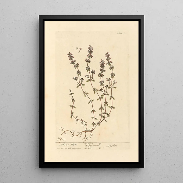 Serpolet - Elizabeth Blackwell — gerahmtes Bild an der Wand
