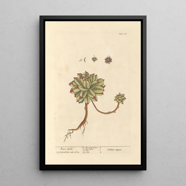Elizabeth Blackwell - Mouse leek.webp