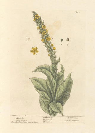 Elizabeth Blackwell - Mullein.webp