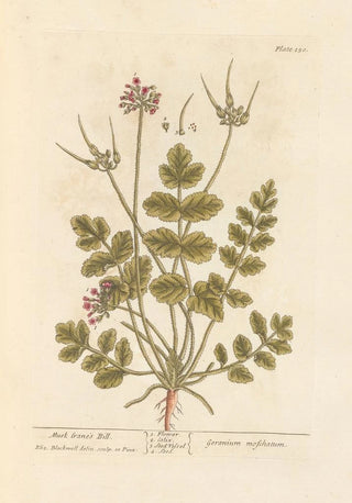 Elizabeth Blackwell - Musk cranes bill.webp